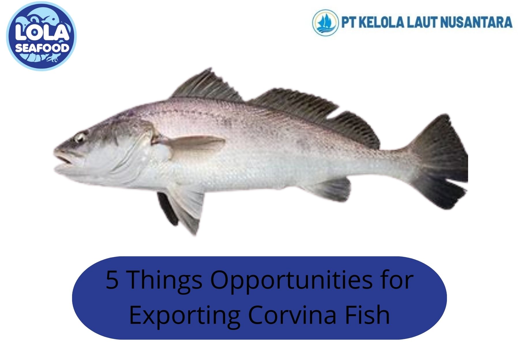 5 Things Opportunities for Exporting Corvina Fish